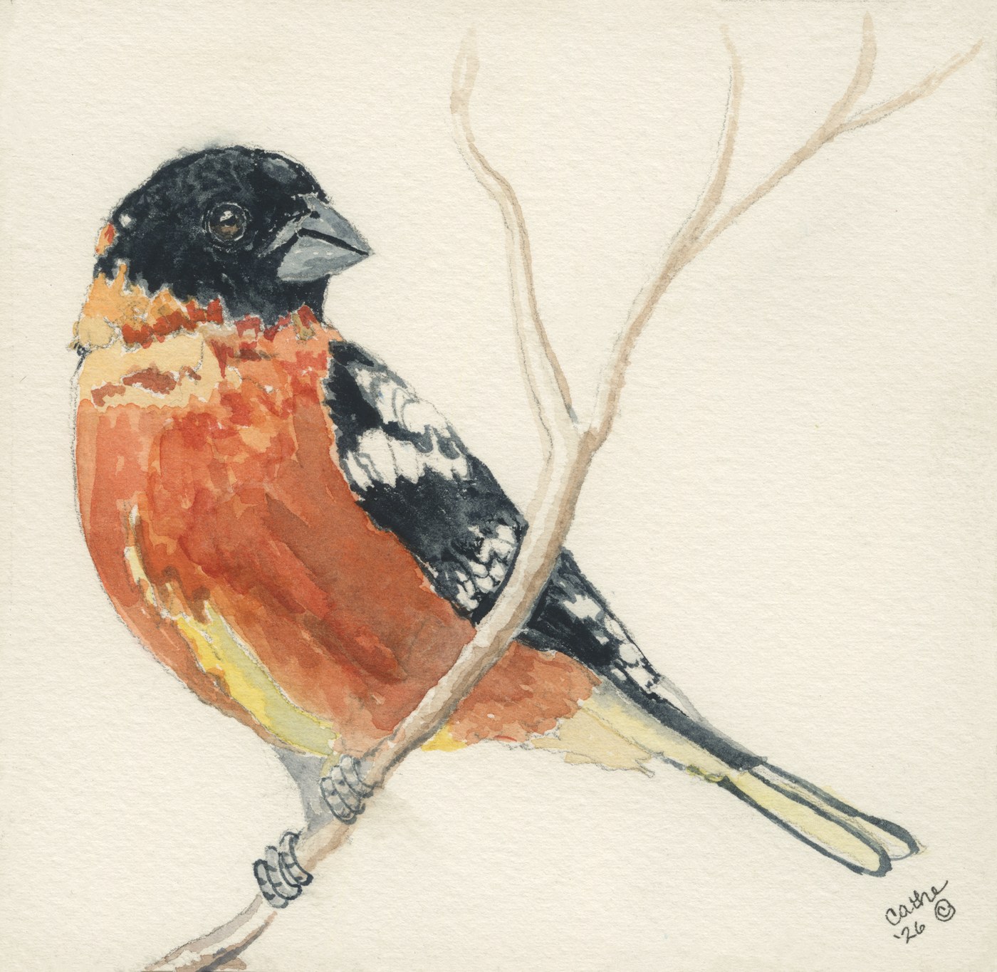 Watercolor of a black-headed grosbeak with a black head and burnt-orange body perched on a bare branch