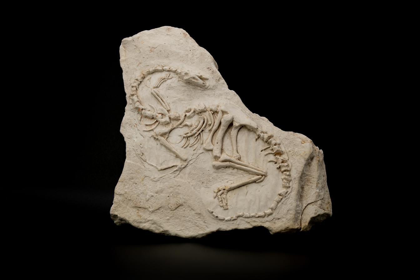 Plaster relief cast resembling a fossil slab, showing the curled skeleton of a small Coelophysis dinosaur embedded in stone