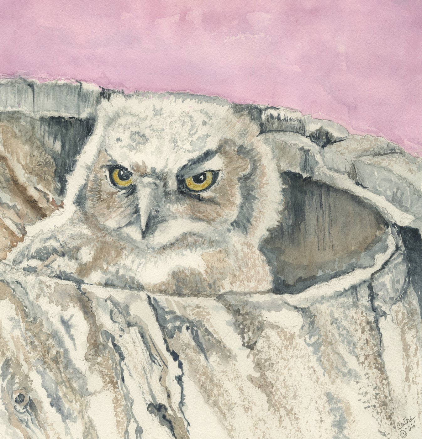 Watercolor of a great horned owl with yellow eyes nestled in a cottonwood tree hollow against a pink sky