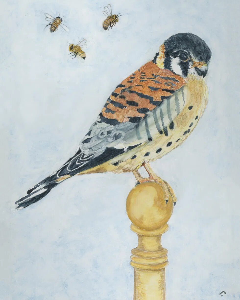 Watercolor of an American kestrel perched on a golden orb atop a turned wooden post, with three honeybees flying nearby against a pale blue sky
