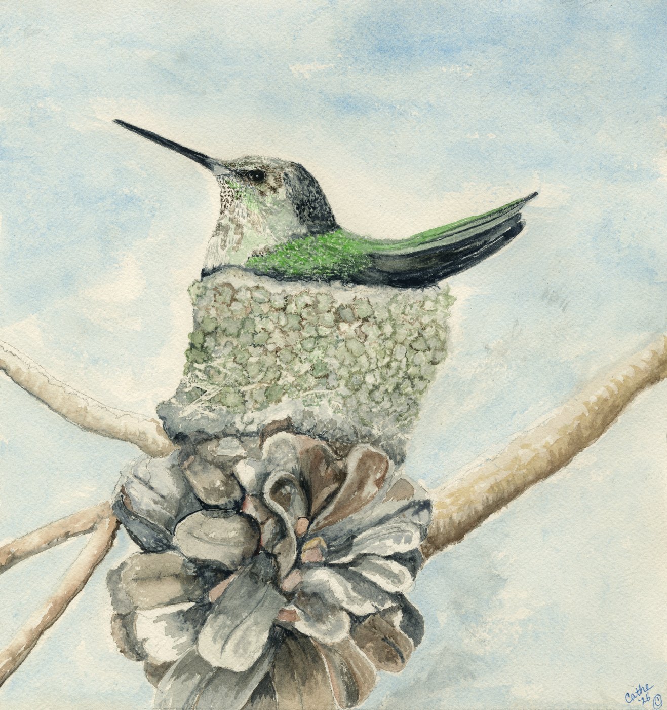 Watercolor of a hummingbird nestled in its small lichen-covered nest built atop an open pinecone on a branch, against a pale blue sky