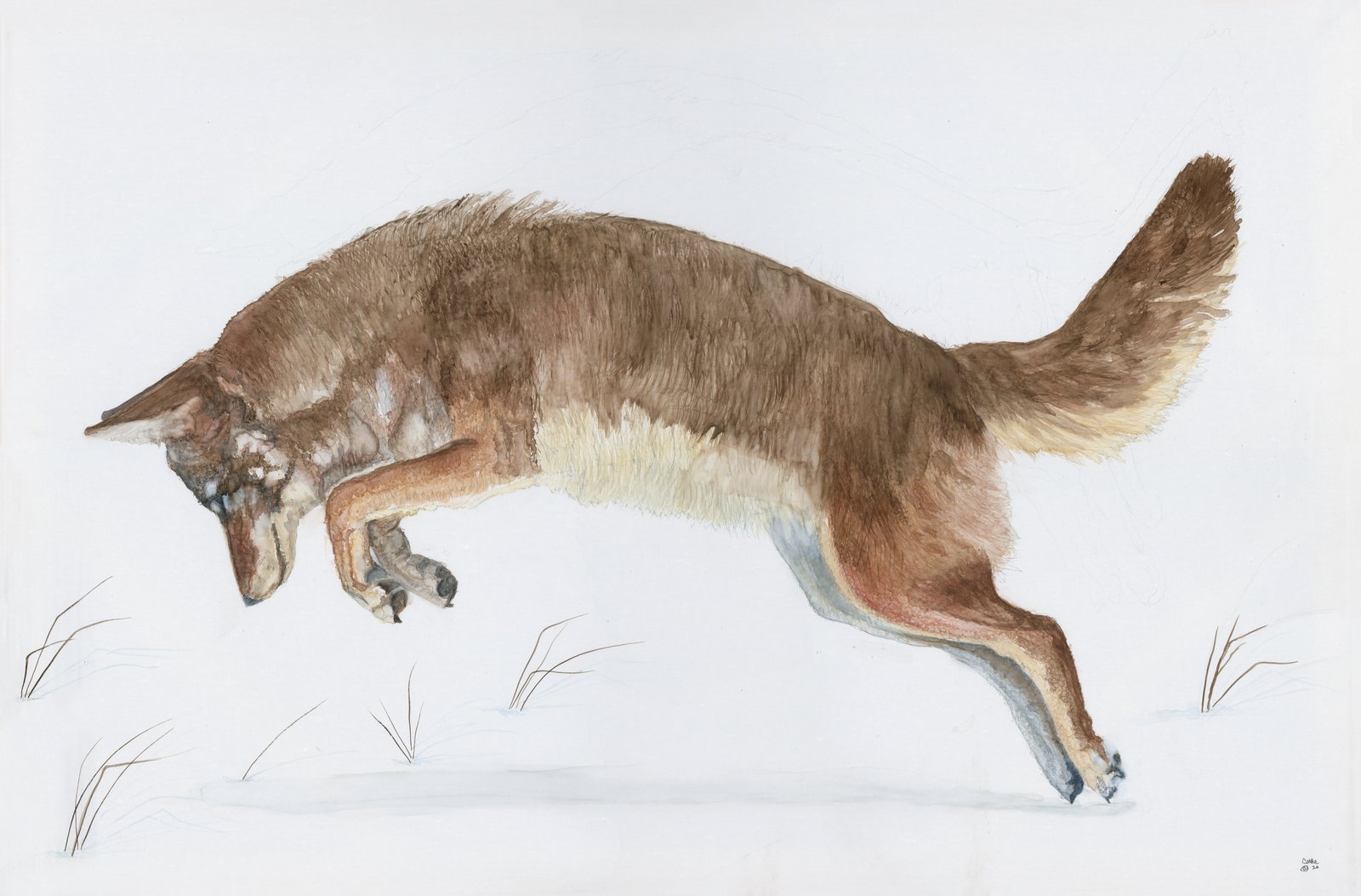 Watercolor of a coyote leaping headfirst in a pouncing dive toward snowy ground dotted with dry grass