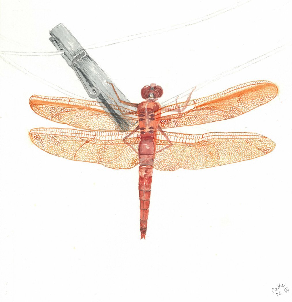 Watercolor of an orange dragonfly clipped to a clothesline by a wooden clothespin, against a white background