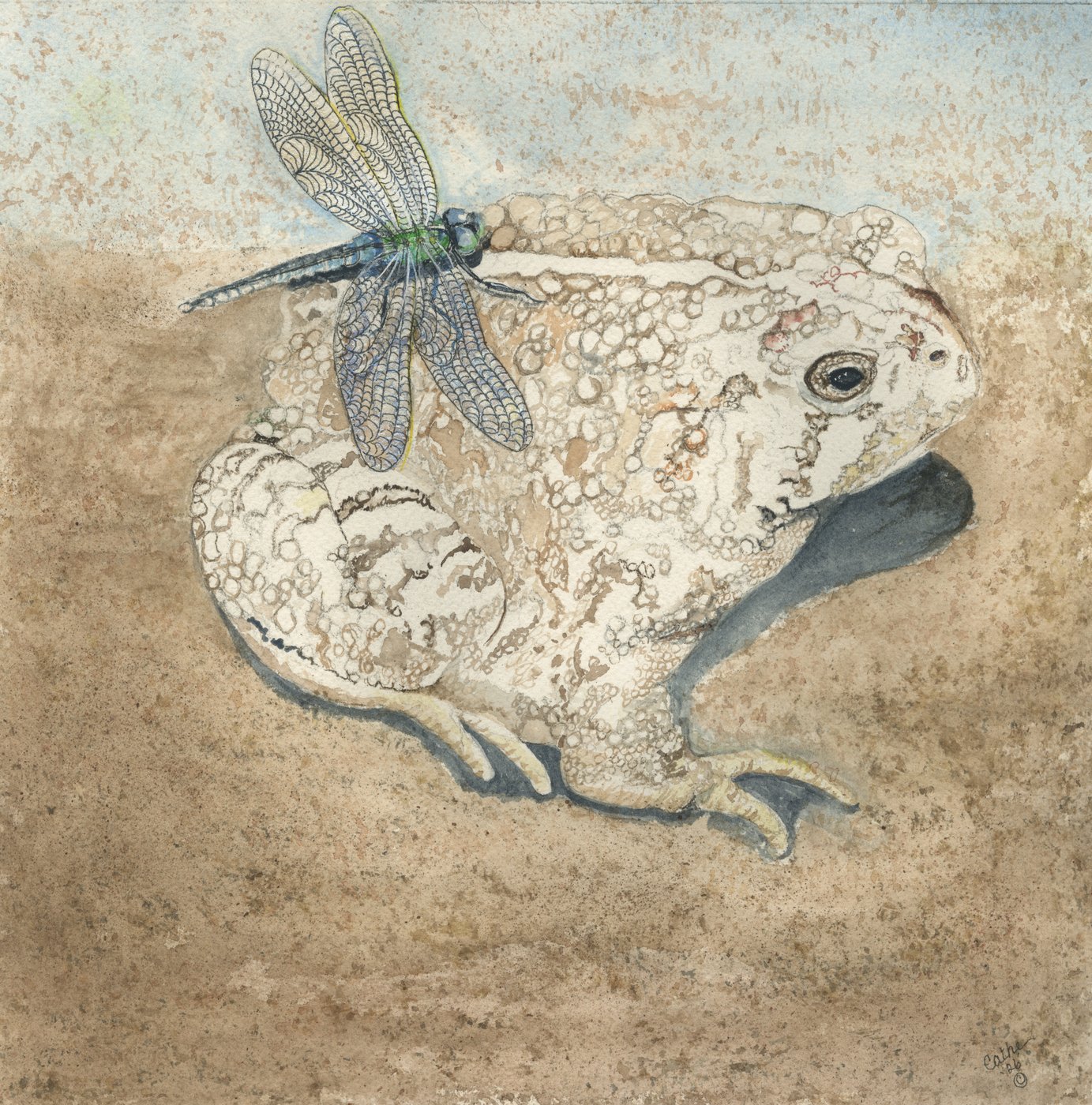 Watercolor of a pale desert toad on sandy ground with a blue dragonfly perched on its back