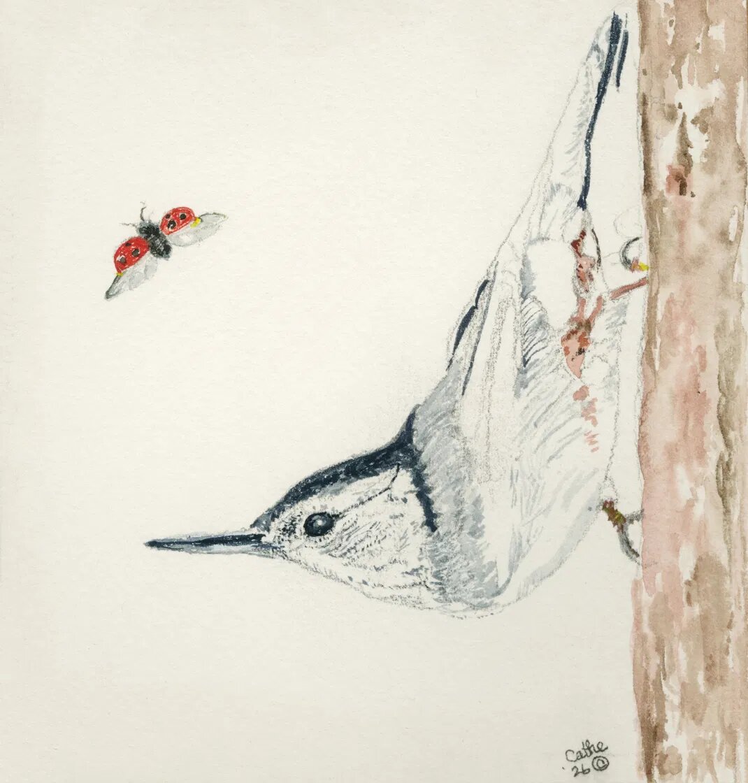 Watercolor of a white-breasted nuthatch climbing head-down on a tree trunk, facing a ladybug in flight, against a pale background
