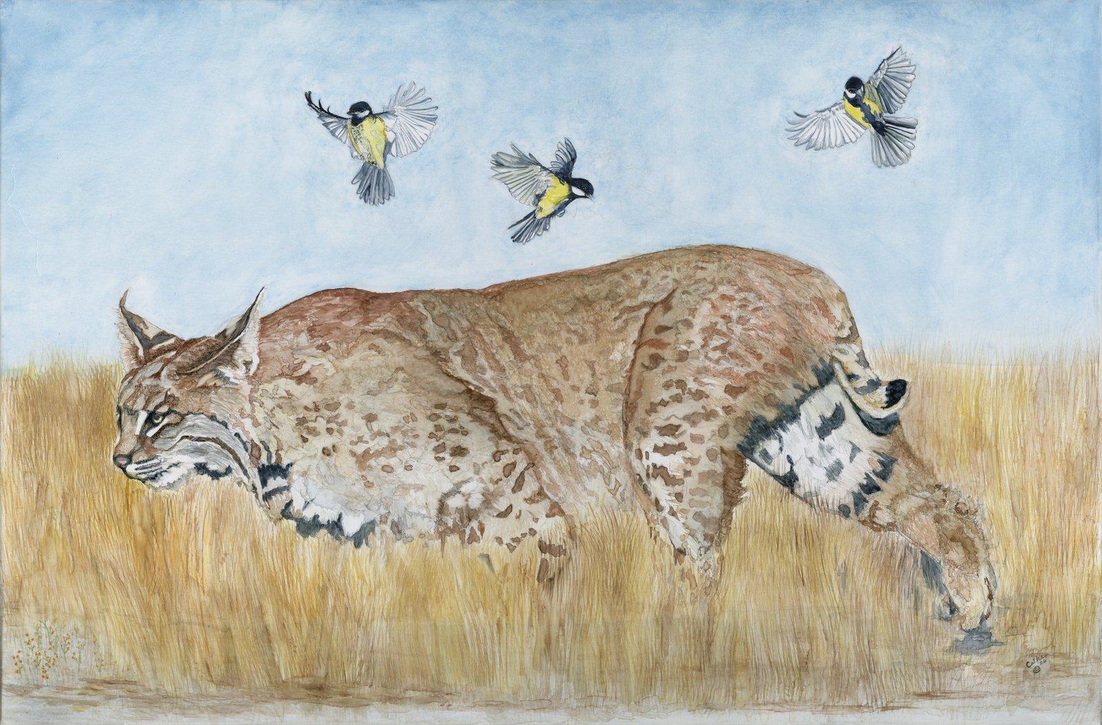 Watercolor of a bobcat prowling through tall golden grass with three small yellow-and-black songbirds flying overhead, under a pale blue sky